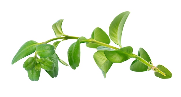 Boxwood branch isolated on white background Green boxwood sprig Buxus with clipping path