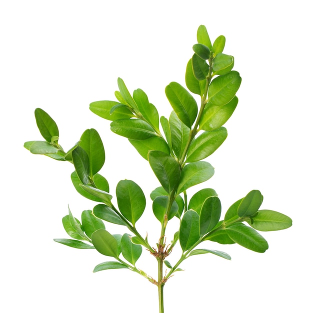 Boxwood branch isolated on white background Green boxwood sprig Buxus with clipping path