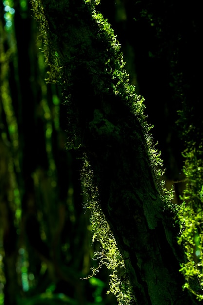 Boxwood Forest. Rize - Turkey