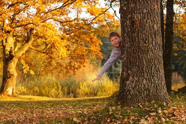 Boy 910 years old in gray sweater peeks out from behind large thick oak trunk in park in rays of setting sun and smiles