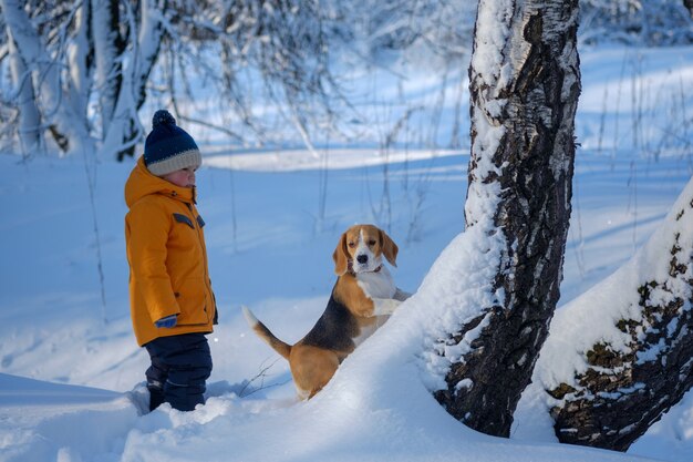 Boy and Beagle dog walking and playing in the winter snow-covered forest in a frosty Sunny day