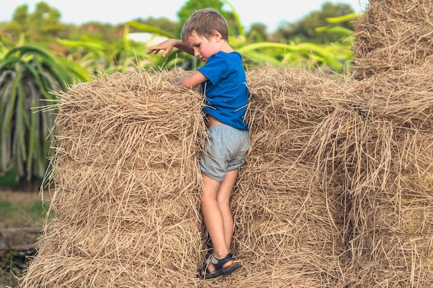 Boy blue tshirt smile play climbs on down haystack bales of dry hay clear sky sunny day Outdoor kid children summer leisure activities Concept happy childhood countryside air close to nature