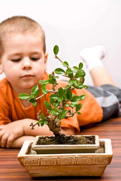 Boy and the bonsai