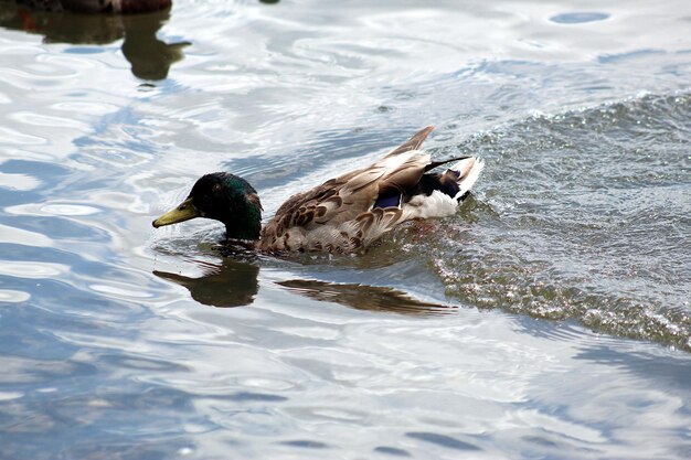 Photo boy and girl mallards swimming