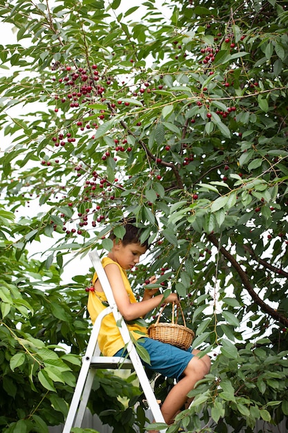 A boy harvests cherries in a basket on a ladder near a cherry tree