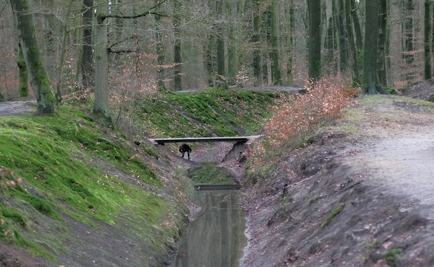 Boy hiding under a bridge in the woods