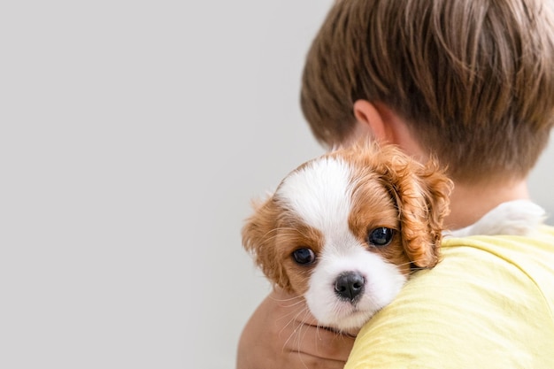 Boy holding a puppy Cavalier King Charles Spaniel Blenheim. Close up portrait of Cute dog puppy.