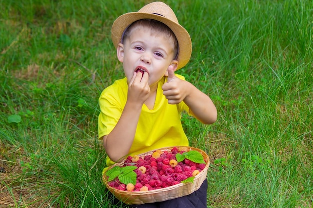 The boy holds a basket with ripe raspberry berries