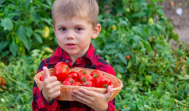 The boy is holding a basket of tomatoes Freshly picked vegetables from the farm