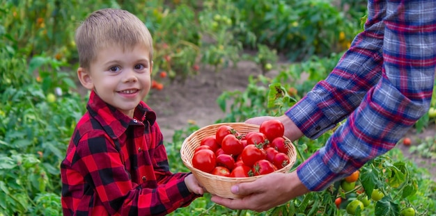 The boy is holding a basket of tomatoes Freshly picked vegetables from the farm