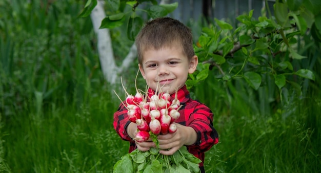 The boy is holding a bunch of freshly picked radishes