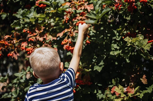 Boy kid picking viburnum berries on bush on sunny summer day cramp bark guelder rose viburnum uses