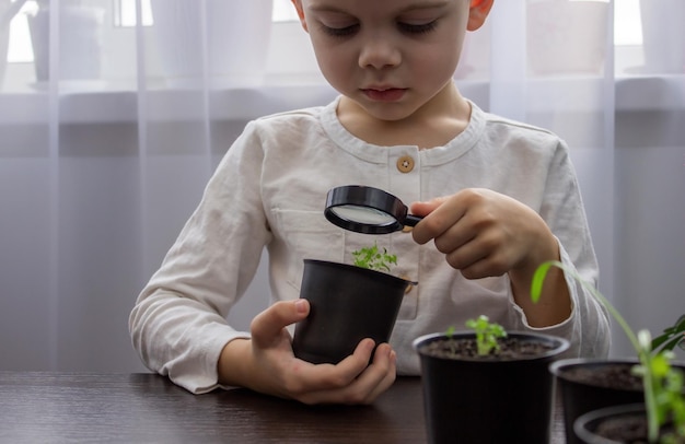 A boy looks at a flower in a pot through a magnifying glass