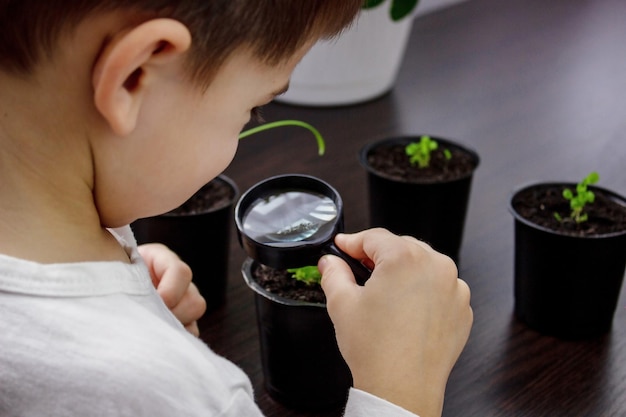 A boy looks through a magnifying glass at a flower growing in a flowerpot