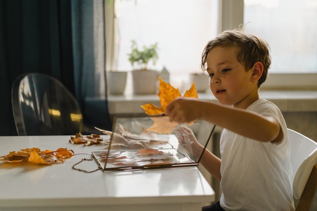 The boy makes a composition with leaves in a glass frame while sitting at home in the kitchen