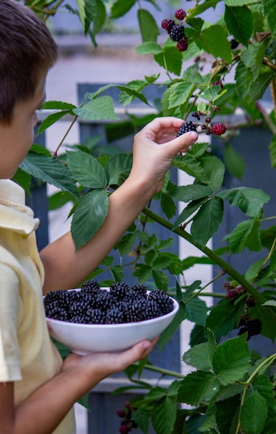 Photo a boy picks and eats blackberries selective focus