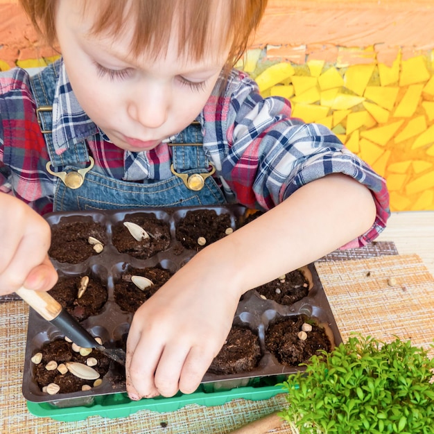 Boy plants pumpkin and peas seeds in peat tablets in a mini greenhouse