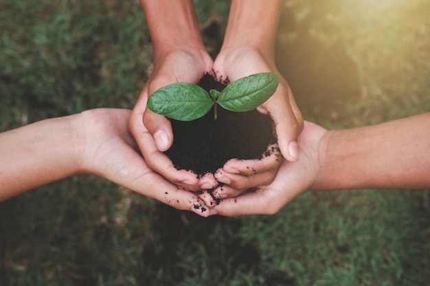 boy's hand holding a green sapling in the hands of a tree planting a sapling Reduce global warming