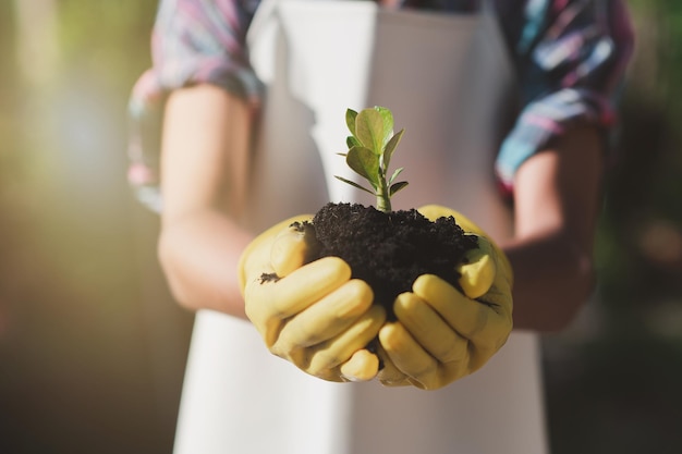 Boy's hand holding a tree planting saplings Reduce global warming Earth love concept