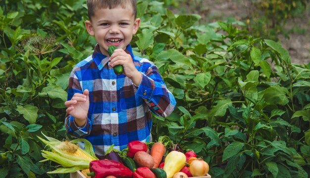 Boy with a box of vegetables in the garden