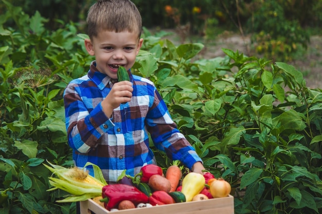 Boy with a box of vegetables in the garden