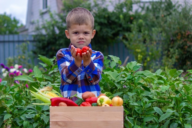 Boy with a box of vegetables in the garden