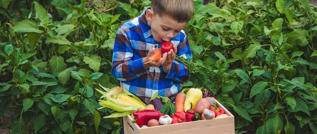 Boy with a box of vegetables in the garden