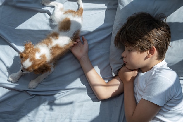 Boy with a dog  lies in bed in morning Sleep with pets cute puppy cavalier king charles spaniel