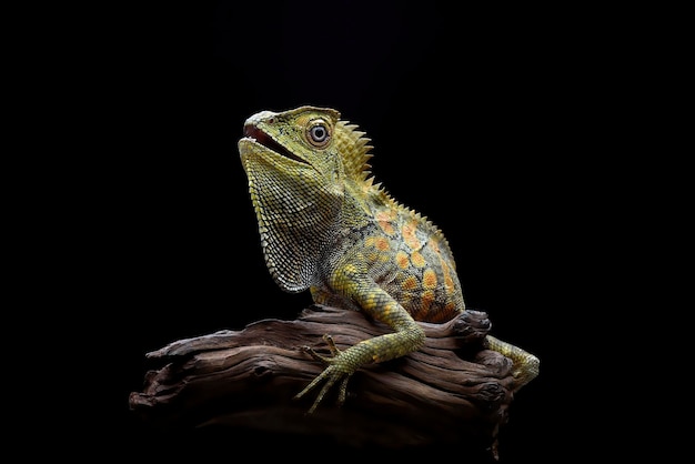 Boyd's forest dragon (Lophosaurus boydii) on tree bark