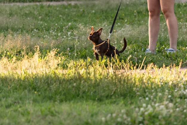 Brabant griffon dark brown dog on a leash in the grass