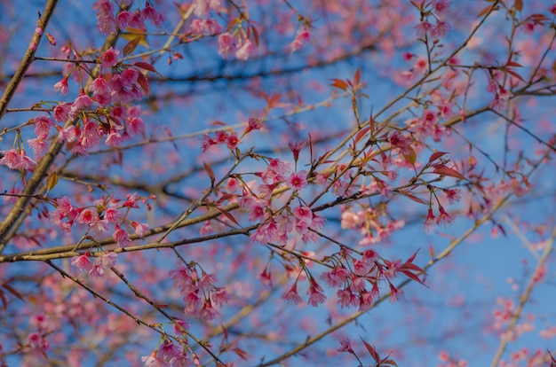 Brach of Wild Himalayan Cherry on tree