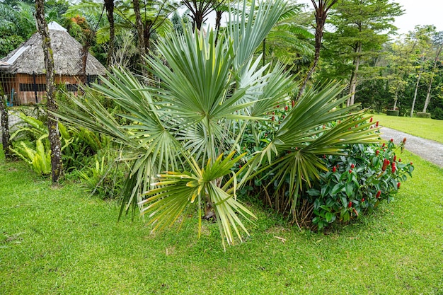 Brahea armata, commonly known as Mexican blue palm or blue hesper palm