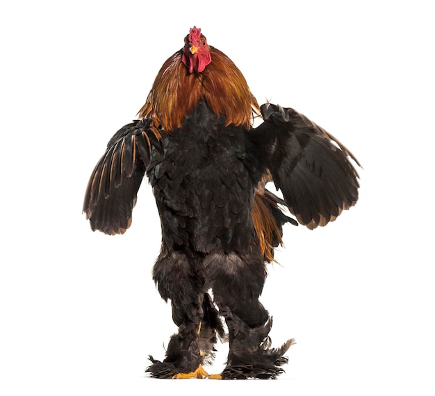 Brahma Rooster standing against white background