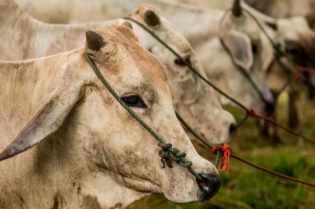 Brahman Cattle in stables