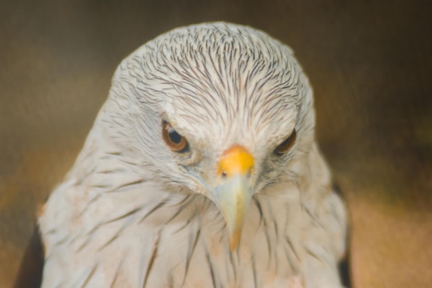 Brahminy Kite looking ,
The Brahminy Kite is a medium sized bird. It has reddish brown fur.