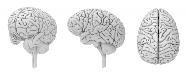 Brain 3D render collection black and white color isolated