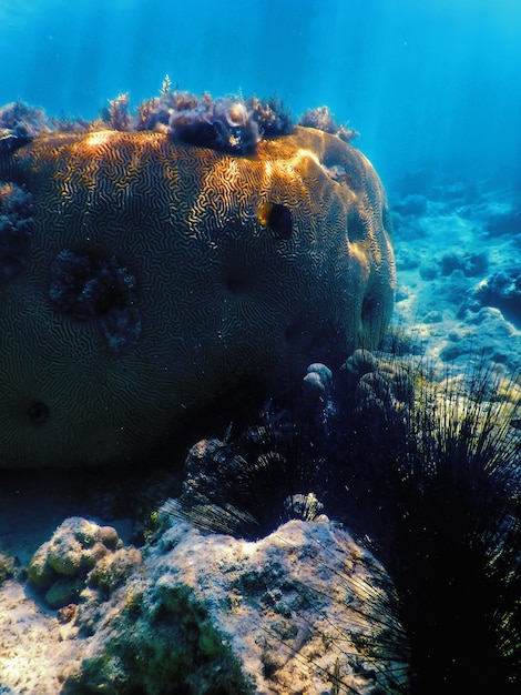 Brain coral in the bottom of the sea, Marine life