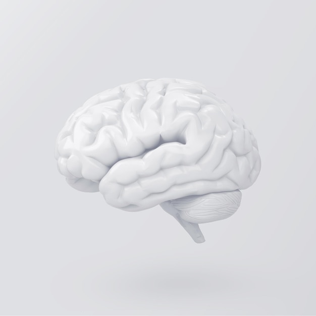 Brain on white background Ideas and brainstorming concept