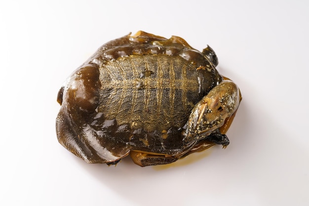 Braised softshelled turtle with scallions on pure white background