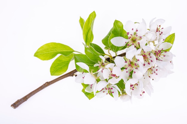 Branch of an apple tree blooming with white flowers Studio Photo