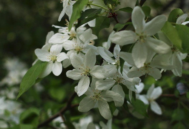 A branch of an apple tree on a flower with white flowers and green leaves in the spring