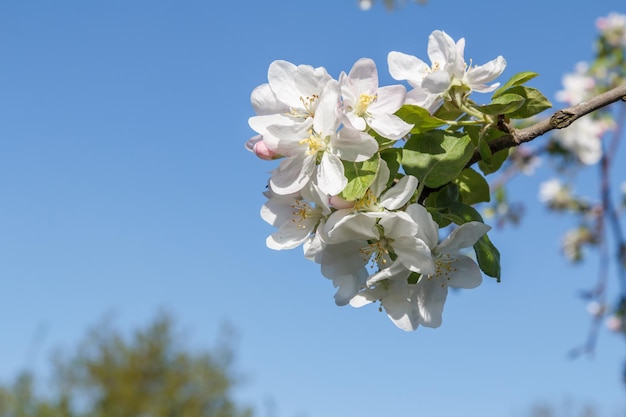 Branch of apple tree in the period of spring flowering with blue sky on the background