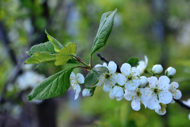 branch of apple tree with blooming white flowers isolated in the garden, macro