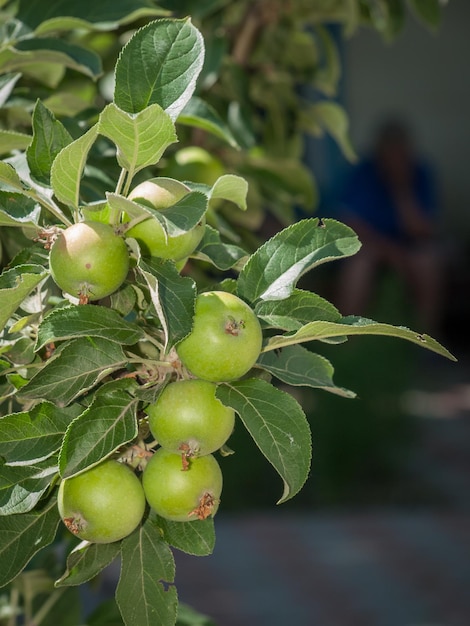 Branch of apple tree with green unripe fruits and unrecognizable man on blurred background