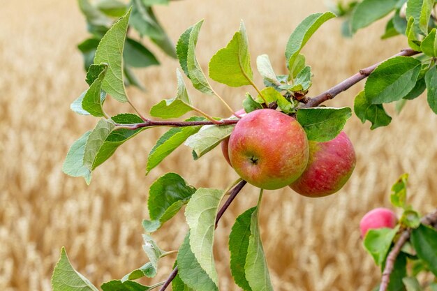 A branch of an apple tree with ripe red apples near a wheat field