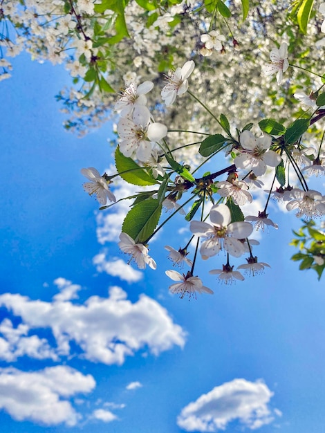 branch of apple tree with white flowers on a background of flowering trees and blue sky