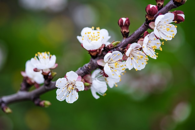 Branch of apricot tree.