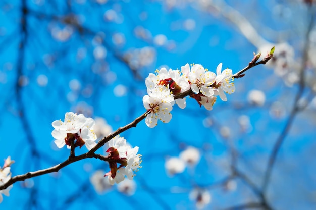 Branch of the apricot tree