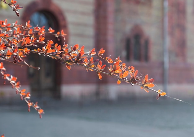 Branch of barberry bush with red leaves in spring