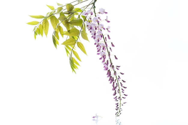 Branch of beautiful spring blooming Wisteria isolated on white background